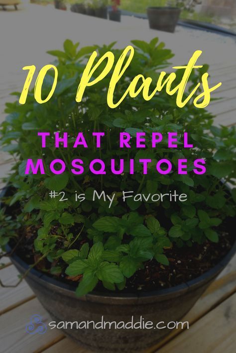 Best Mosquito Repellent: 10 Plants That Mosquitoes Hate -   19 plants That Repel Mosquitos porches ideas