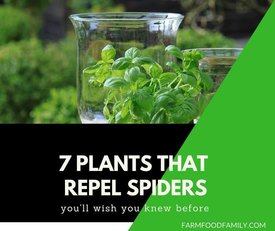 Natural Spider Repellents: 7 Plants That Repel Spiders -   19 plants That Repel Mosquitos porches ideas