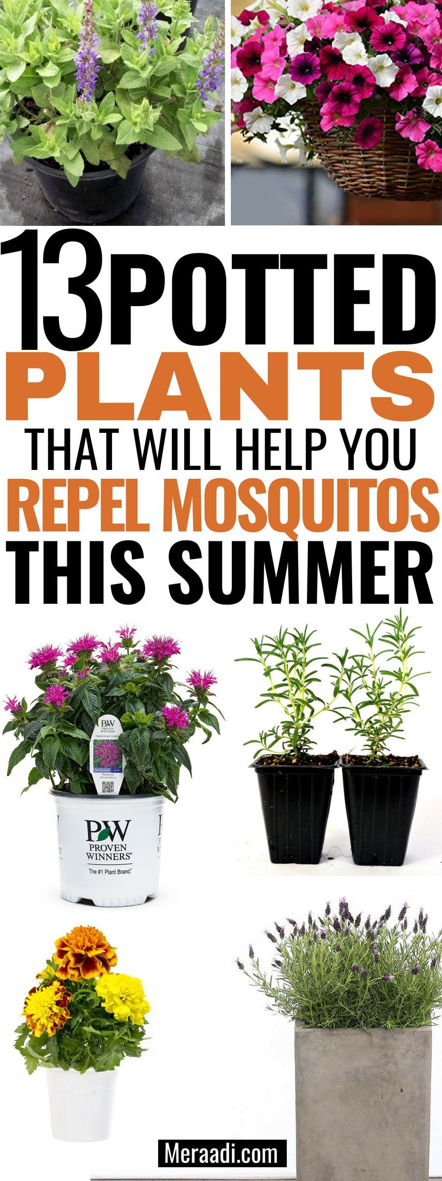 13 Potted Plants That Repel Mosquitos -   19 plants That Repel Mosquitos porches ideas