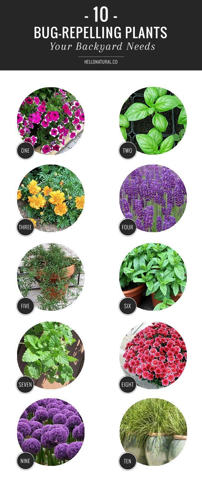 10 Bug Repelling Plants Your Backyard Needs -   19 plants That Repel Mosquitos porches ideas