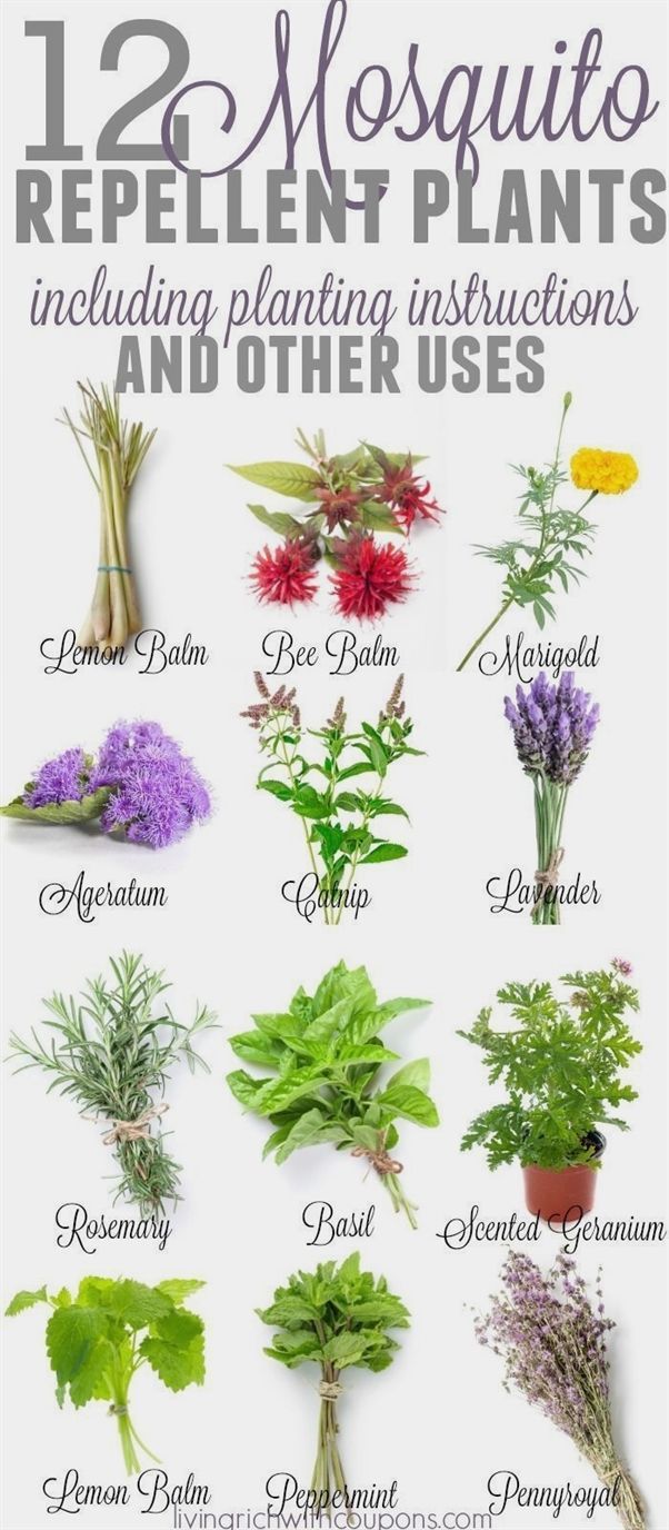 12 Awesome Mosquito Repellent Plants That Will Make You Go Outside Again -   19 plants That Repel Mosquitos porches ideas