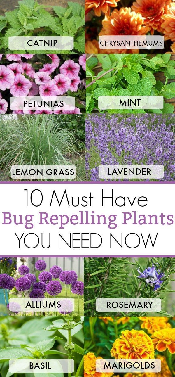 10 Must Have Bug Repelling Plants This Summer For Your Home -   19 plants That Repel Mosquitos porches ideas