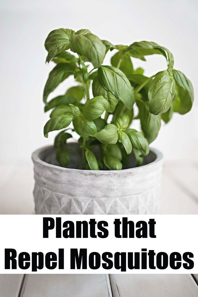 7 Plants that Repel Mosquitoes -   19 plants That Repel Mosquitos porches ideas