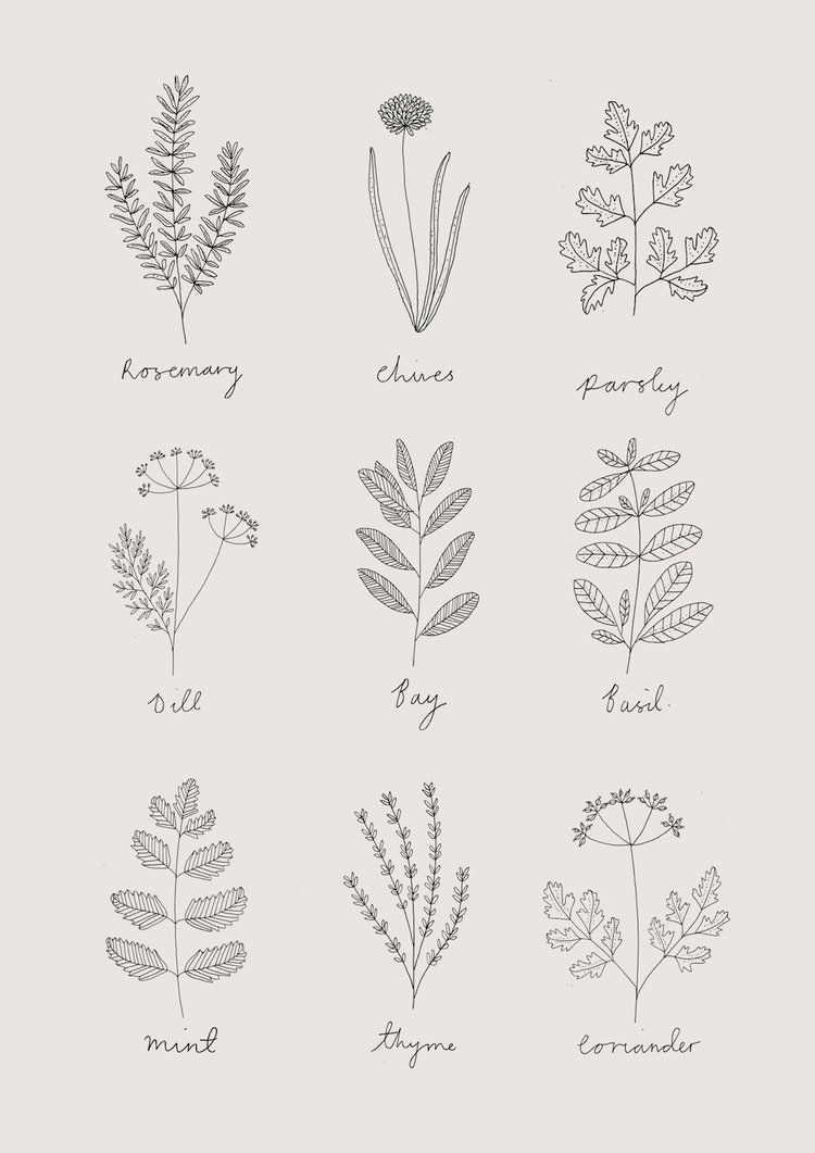30 Ways to Draw Plants & Leaves -   3 plants Landscaping drawing ideas