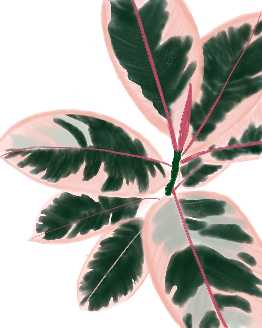 Ruby Rubber Plant -   8 plants Growing illustration ideas