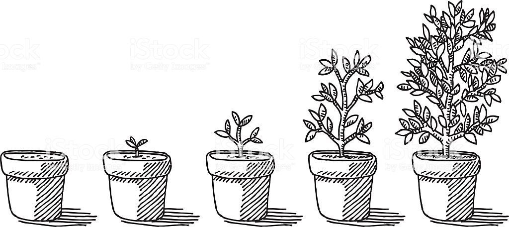 Hand-drawn vector drawing of a Potted Plant Growing Timelapse.... -   8 plants Growing illustration ideas