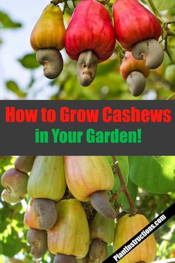 How to Grow Cashew Trees in Your Garden -   8 plants Growing illustration ideas