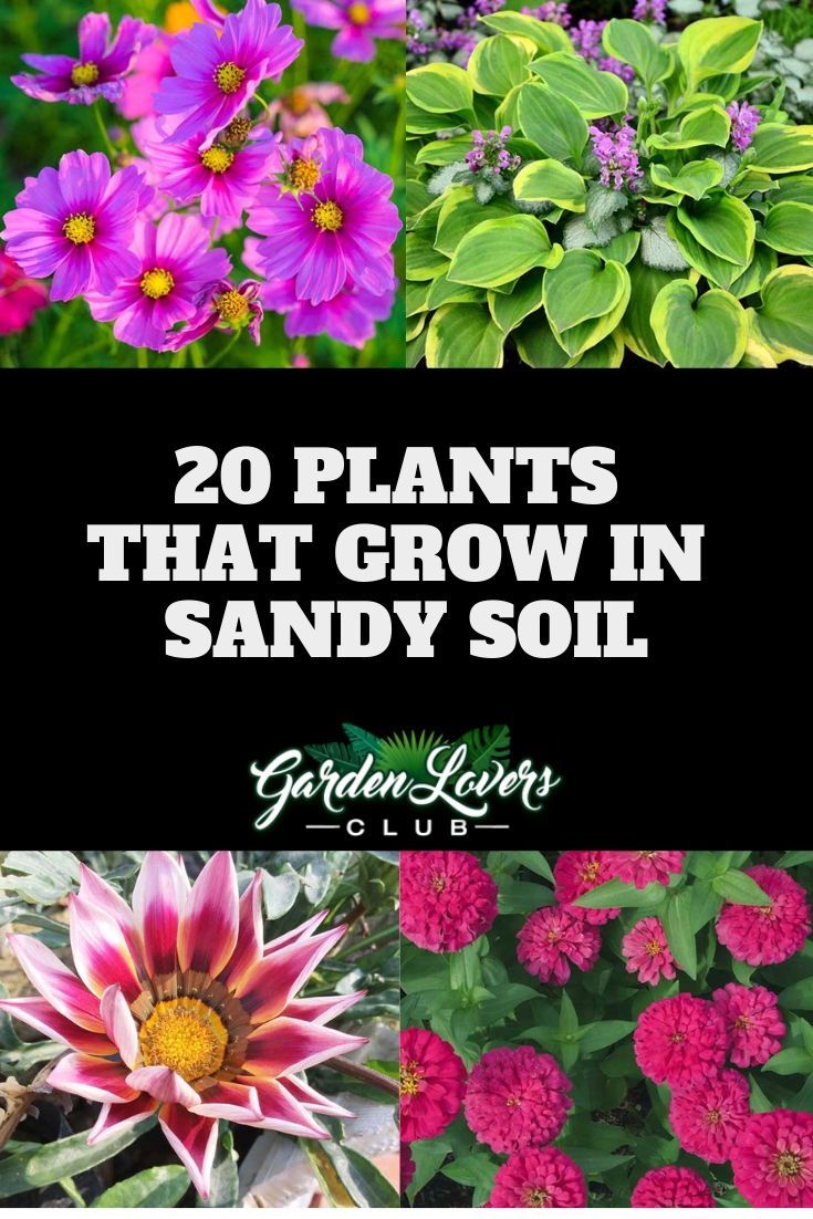 20 Plants that Grow in Sandy Soil -   8 plants Growing illustration ideas