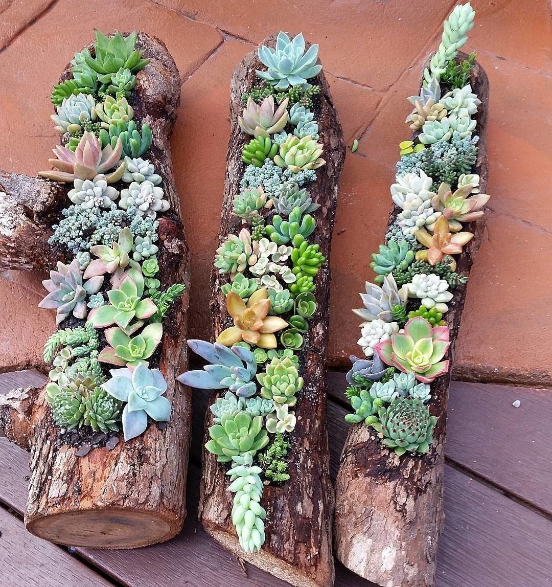 60 Beautiful Succulent Ideas For Summer -   8 plants Succulent in logs ideas