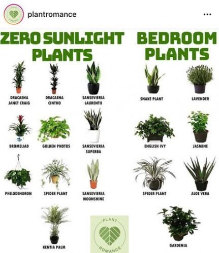 69+ Ideas Living Room Plants Aloe Vera -   10 planting Room life ideas