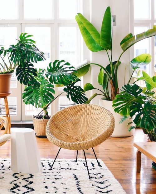 Must Have Plant for a Jungalicious Home -   10 planting Room life ideas