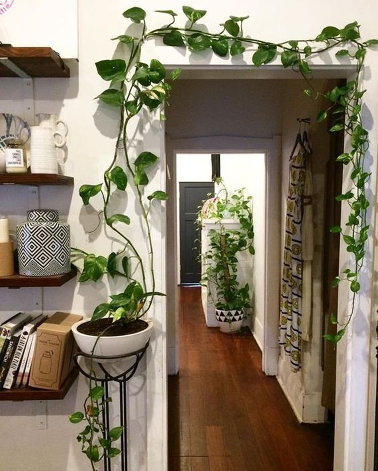 42 Amazing Indoor Garden Decorations Tips and Ideas -   10 planting Room life ideas