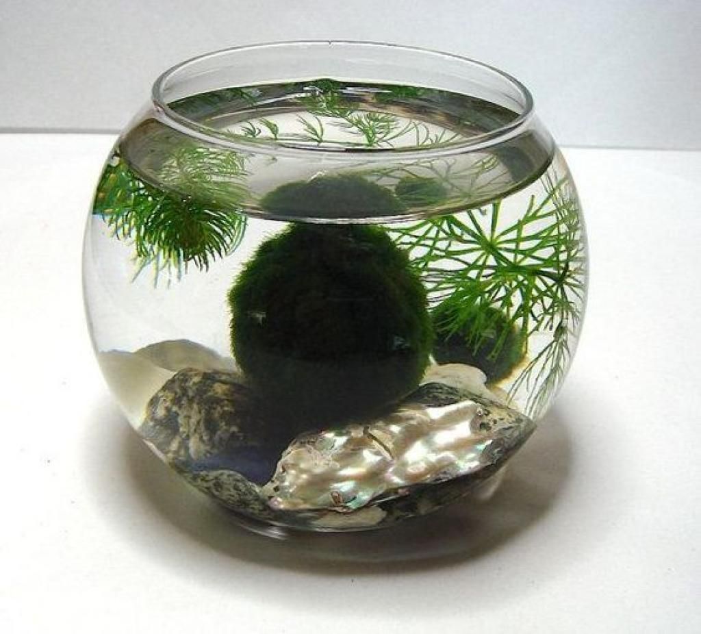 D?corez avec des plantes aquatiques faciles ? entretenir -   10 plants Interieur aquatique ideas
