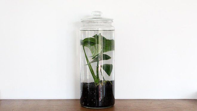 Tuto : un terrarium aquatique -   10 plants Interieur aquatique ideas