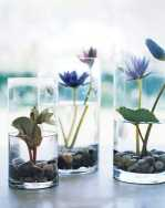 Aquatic Plants for Indoor Water Gardens -   10 plants Interieur aquatique ideas