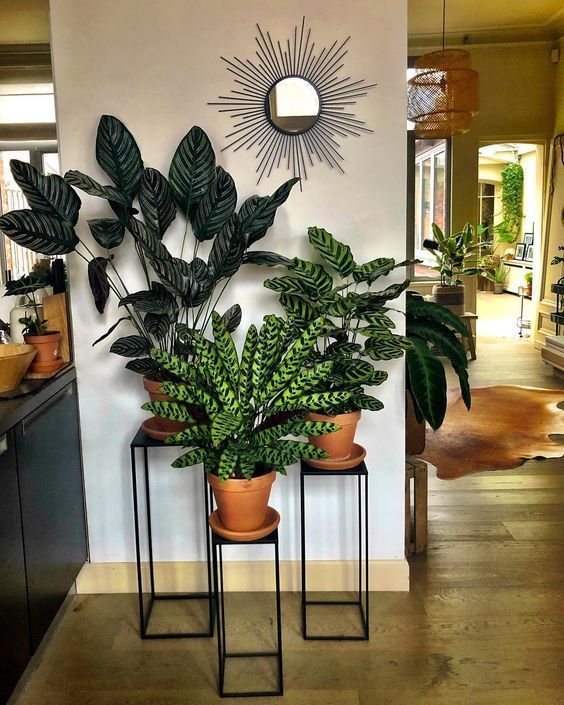 30+ Indoor Decorative Plants To Bring Freshness -   10 plants Stand green ideas
