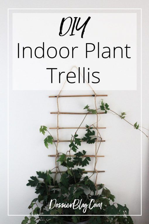 DIY Indoor Plant Trellis -   12 climbing planting Indoor ideas