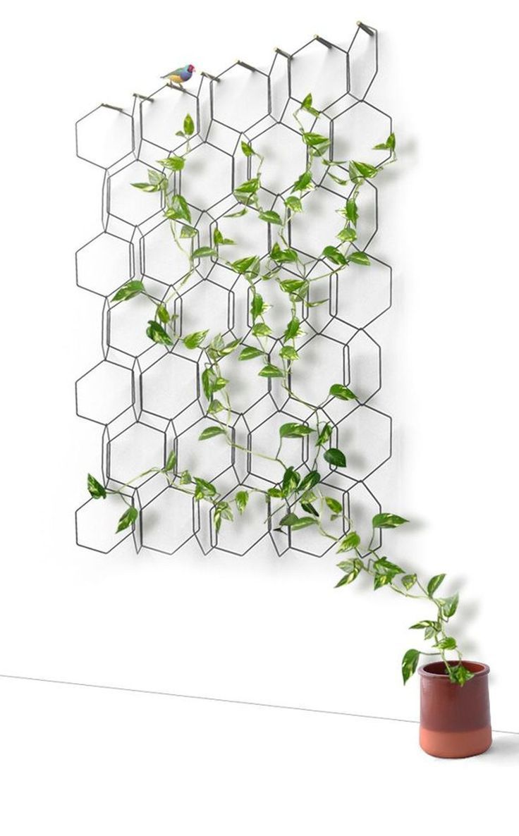 12 climbing planting Indoor ideas