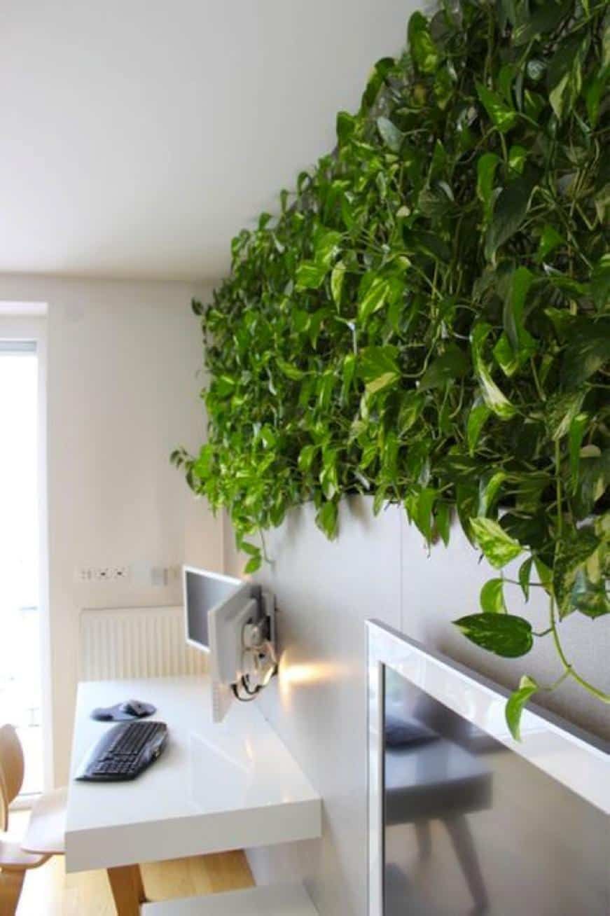 12 climbing planting Indoor ideas