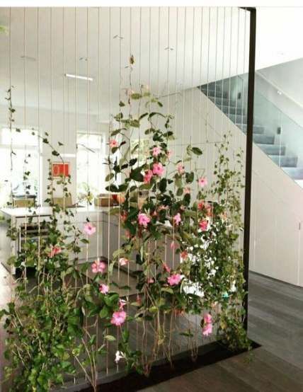 12 climbing planting Indoor ideas