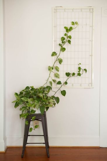 12 climbing planting Indoor ideas