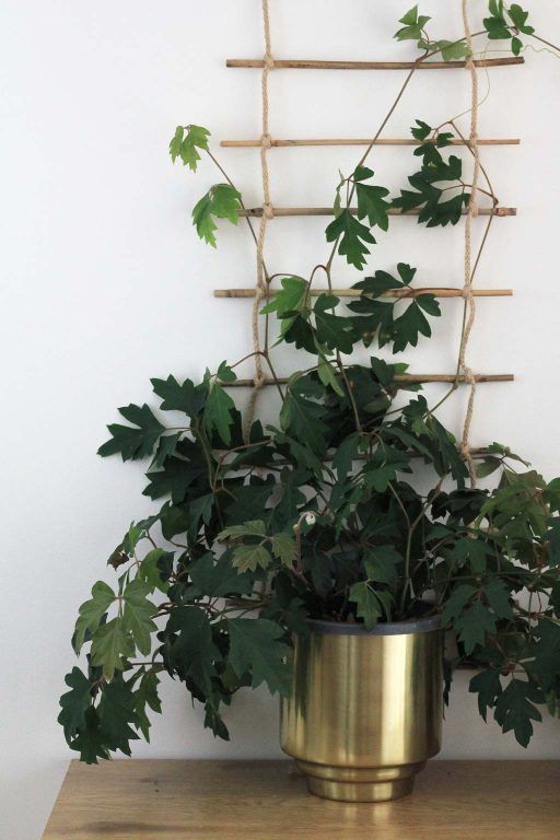 DIY Indoor Plant Trellis -   12 climbing planting Indoor ideas