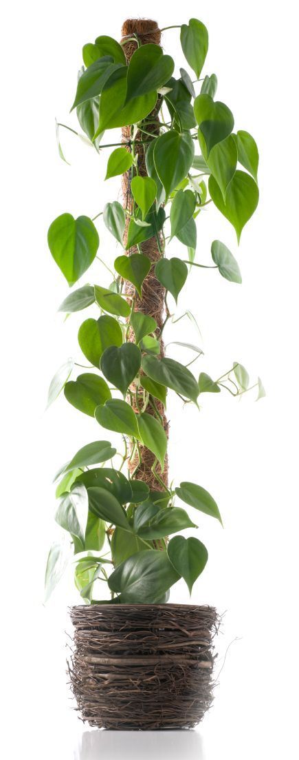 12 climbing planting Indoor ideas