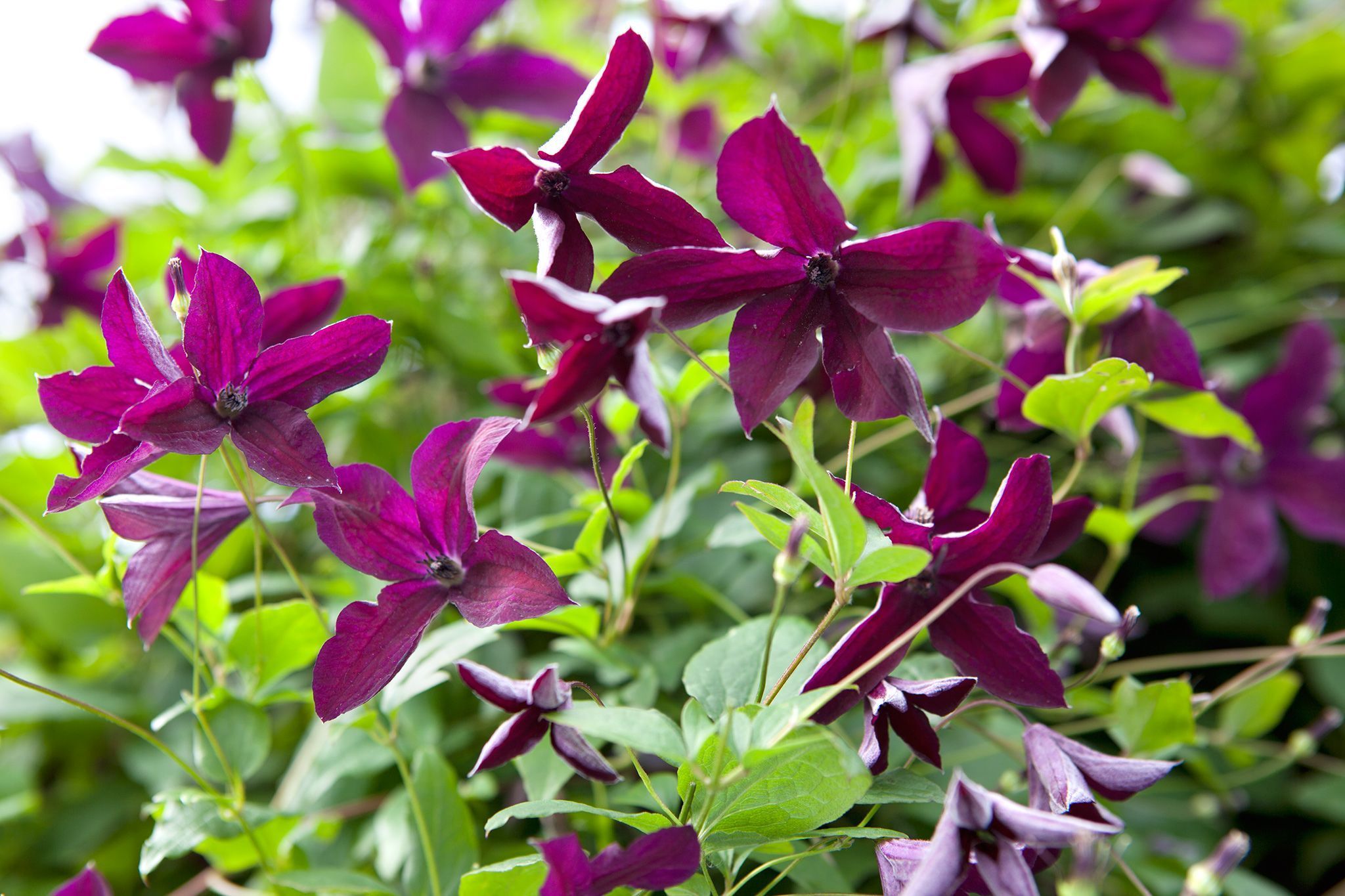 Climbers for a shady wall or fence -   12 planting Shade fence ideas