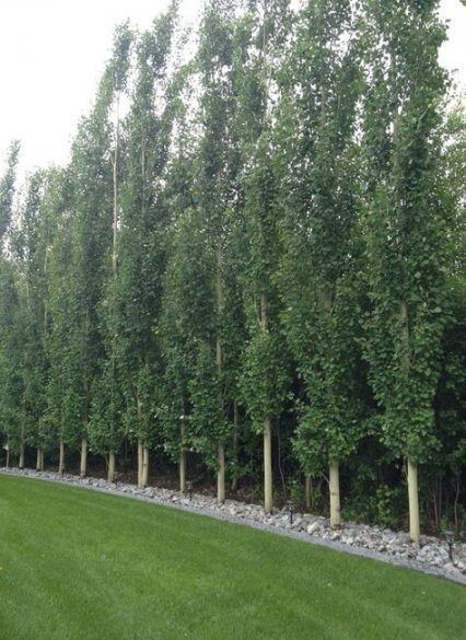 Best backyard trees shade fence ideas -   12 planting Shade fence ideas