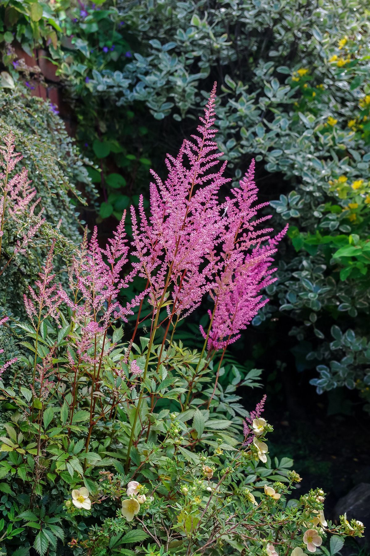 15 Shade-Loving Plants That Are Made for a Tree-Lined Garden -   12 planting Shade fence ideas