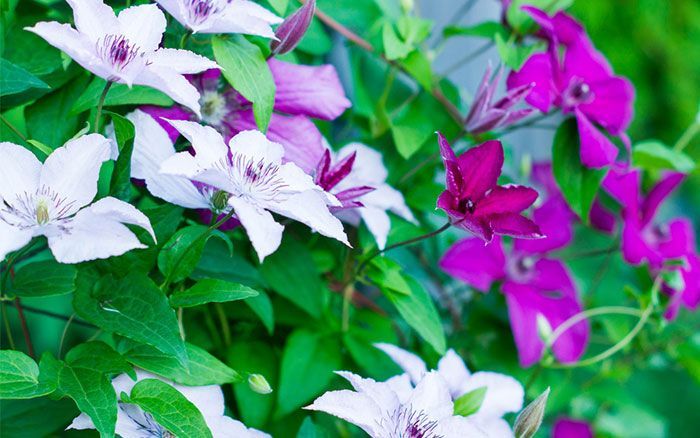 The best climbing plants for shade -   12 planting Shade fence ideas