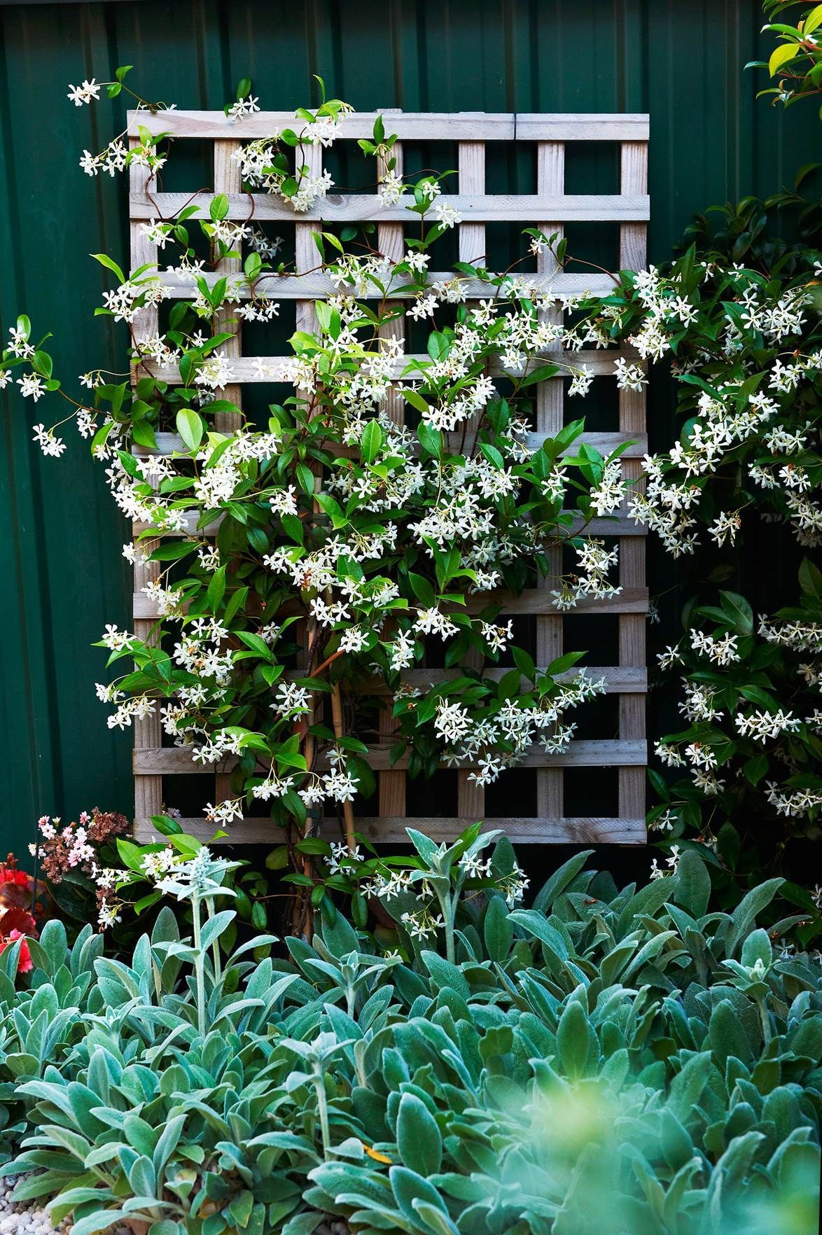 8 fast growing climbing plants -   12 planting Shade fence ideas