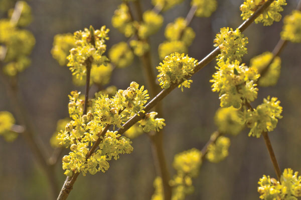 7 Herbs that Grow in Shade: Spicebush -   12 planting Shade fence ideas