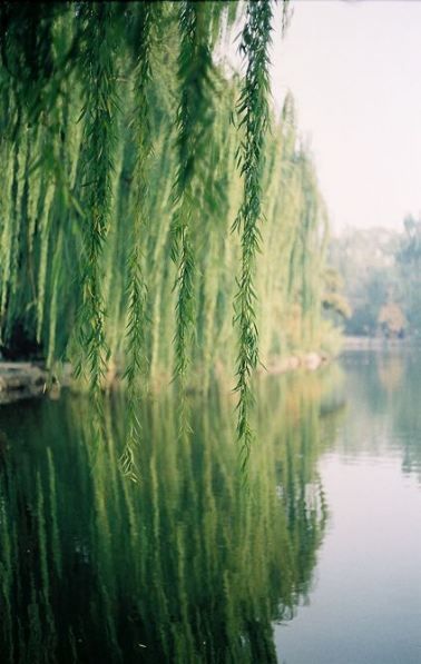 Weeping Willow Tree Planting Beautiful 69 Ideas For 2019 -   12 plants Painting trees ideas