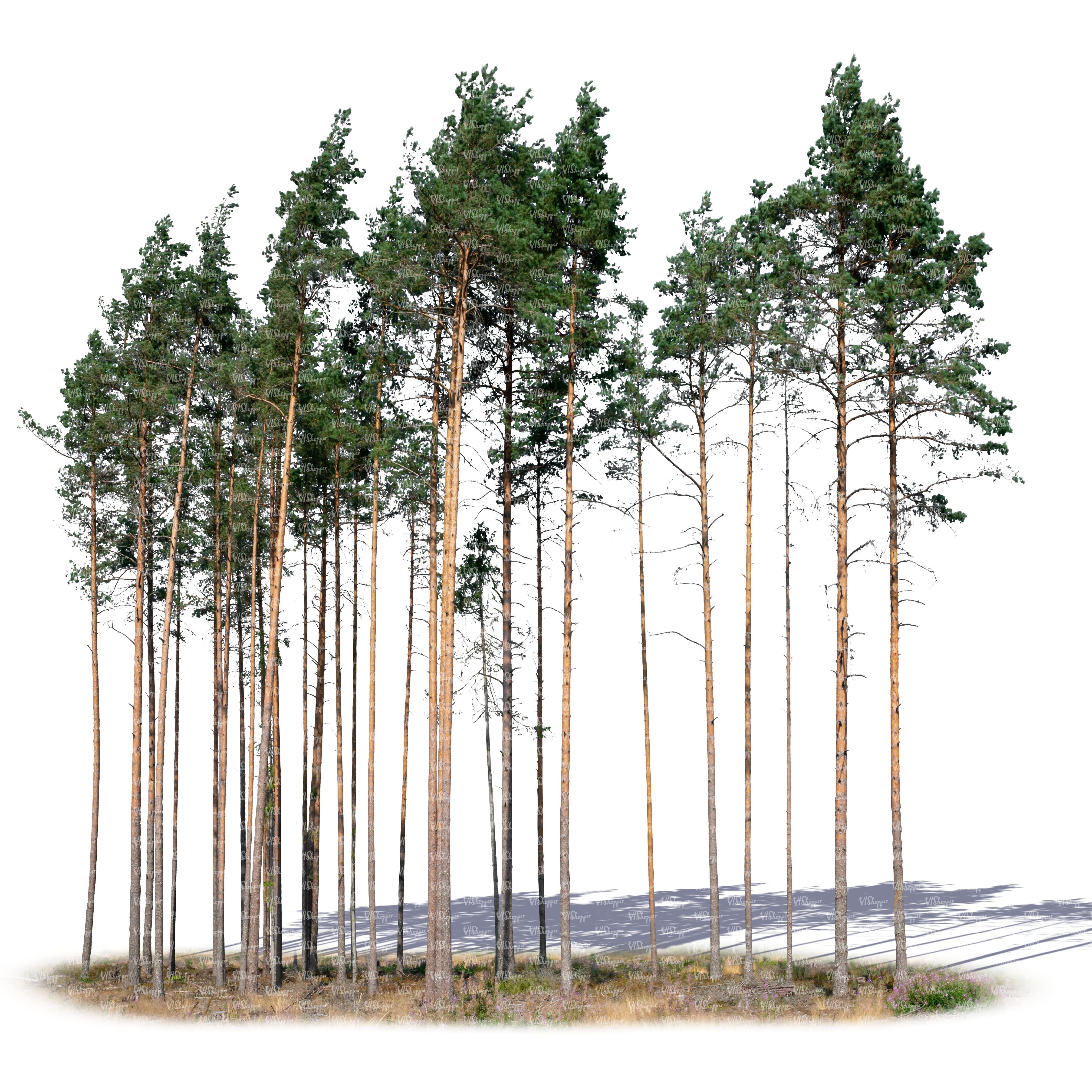 A cutout group of pine trees -   12 plants Painting trees ideas