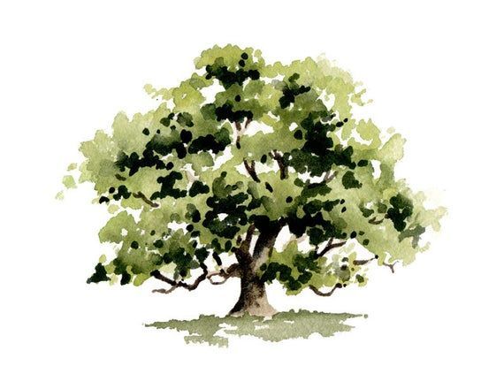 Oak Tree Art Print - Wall Decor - Watercolor Painting -   12 plants Painting trees ideas