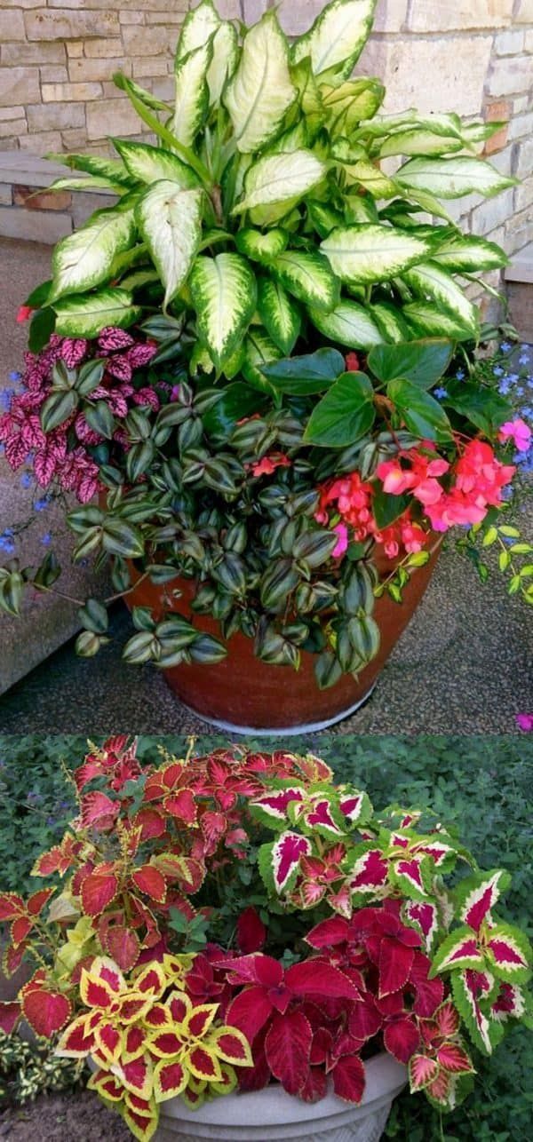 16 Colorful Shade Garden Pots and Plant Lists -   13 colorful plants Potted ideas