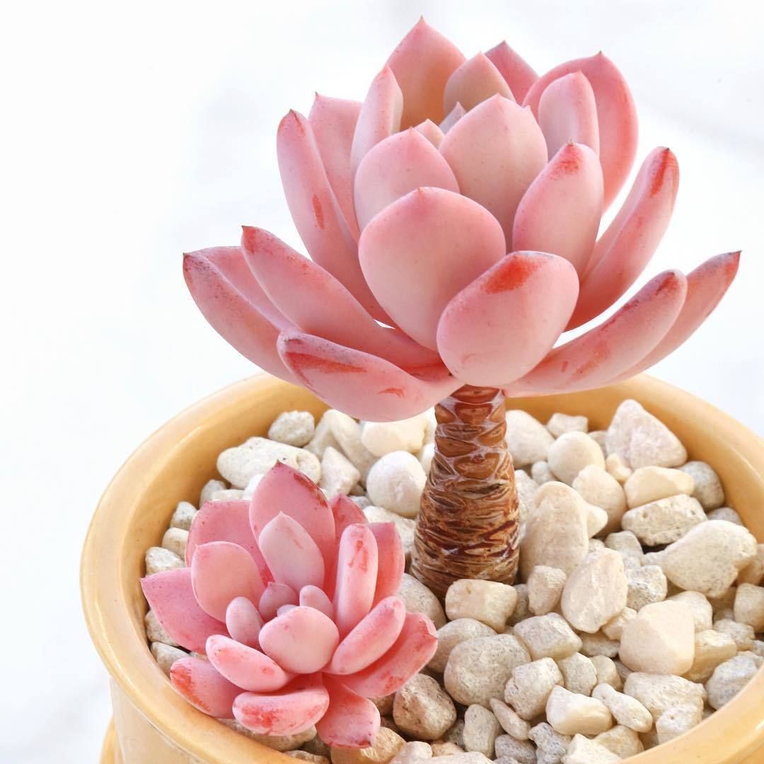 60 Beautiful Succulent Ideas For Summer -   13 colorful plants Potted ideas
