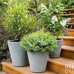 Evergreen Shrubs -   13 colorful plants Potted ideas
