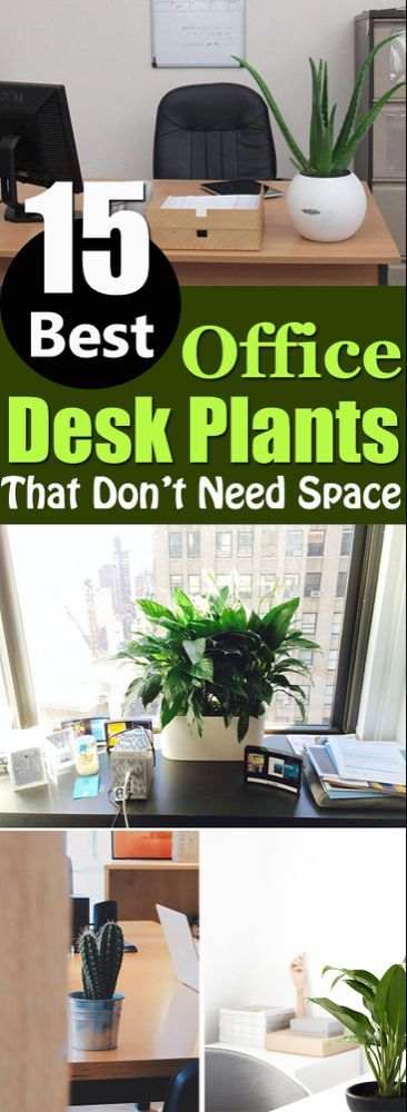 14 plants Office ideas