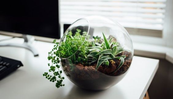 Office Plants and Plant Decorating Ideas to Improve Your Mood at Work! -   14 plants Office ideas