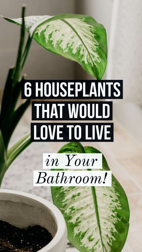 6 Houseplants That Would Love to Live in Your Bathroom -   14 tropical planting Room ideas