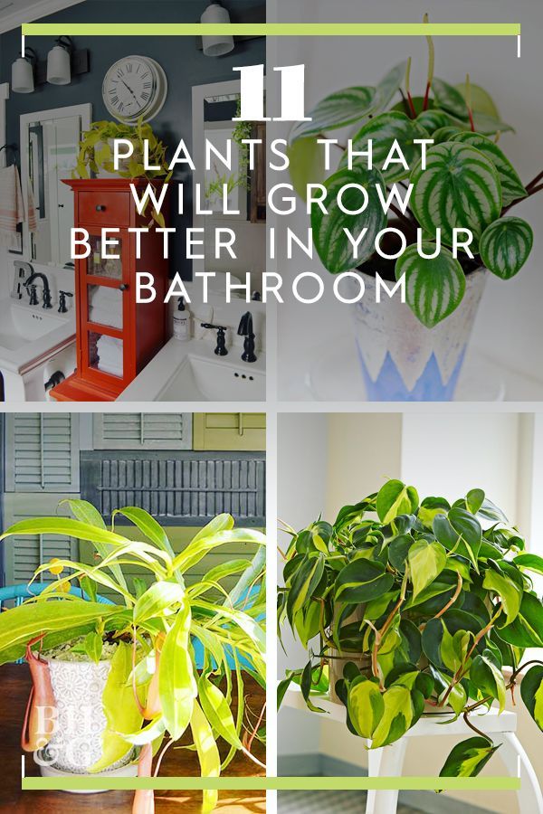 11 Plants That Will Actually Thrive in Your Bathroom -   14 tropical planting Room ideas