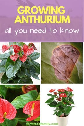 How to Grow Anthurium: All You Need To Know -   14 tropical planting Room ideas