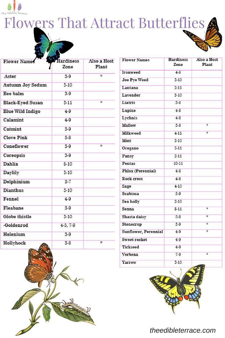 What Kind of Flowers Do Butterflies Like? Butterfly Garden -   15 plants Garden photography ideas