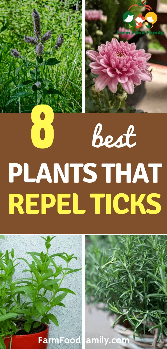 Natural Tick Repellents: 8 Plants That Repel Ticks For Humans & Kids -   15 plants Garden photography ideas