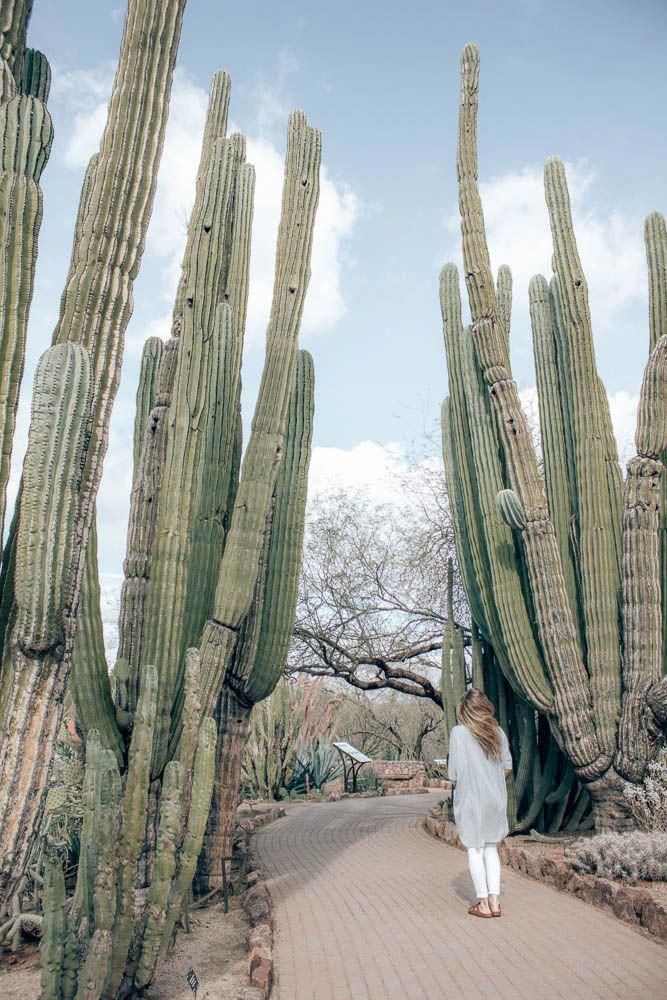 Desert Botanical Garden - Phoenix, Arizona -   15 plants Garden photography ideas