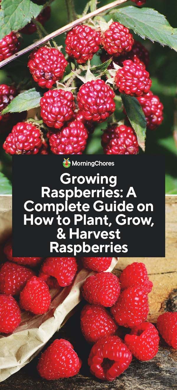 Growing Raspberries: A Complete Guide on How to Plant, Grow, & Harvest Raspberries -   16 planting to get ideas