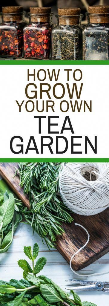 How to Grow Your Own Tea Garden -   16 planting to get ideas