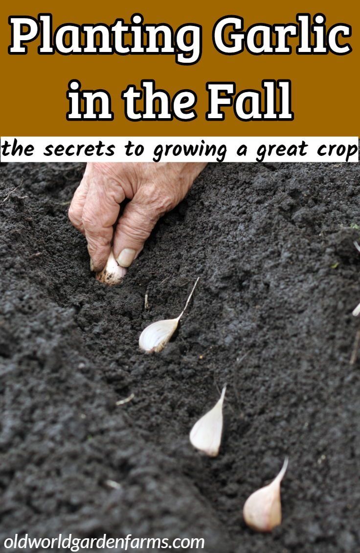 Planting Garlic In The Fall - The Secrets To Growing A Great Crop! -   16 planting to get ideas